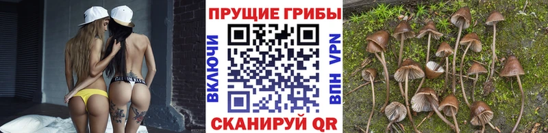 Псилоцибиновые грибы Psilocybe  Перевоз 